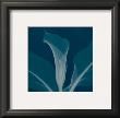 Silver Calla Lily by Steven N. Meyers Limited Edition Print