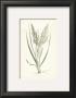 Grasses Iv by Edward Lowe Limited Edition Print