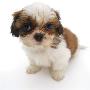 Shih Tzu Pup, 7 Weeks Old, Sitting Down by Jane Burton Limited Edition Print