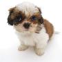 Shih Tzu Pup, 7 Weeks Old, Sitting Down by Jane Burton Limited Edition Pricing Art Print