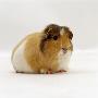 Pregnant Female Shorthair Cream Tricolour Guinea Pig, Uk by Jane Burton Limited Edition Pricing Art Print