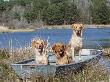 Golden Retrievers In Boat, Usa by Lynn M. Stone Limited Edition Print
