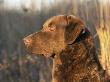 Chesapeake Bay Retriever Dog, Usa by Lynn M. Stone Limited Edition Pricing Art Print