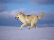 Arctic Grey Wolf, Running Through Snow, Usa by Lynn M. Stone Limited Edition Print