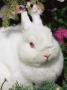 Netherland Dwarf Domestic Rabbit, Usa by Lynn M. Stone Limited Edition Print
