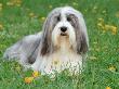 Bearded Collie by Steimer Limited Edition Print