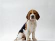 Beagle Puppy by Steimer Limited Edition Print