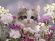 8-Week, Silver Tortoiseshell-And-White Kitten, Among Gillyflowers, Carnations And Meadowseed by Jane Burton Limited Edition Pricing Art Print