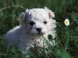 Maltese Puppy Sitting In Grass Near A Daisy by Adriano Bacchella Limited Edition Print