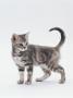 Domestic Cat (Felis Catus) 12-Week-Old Kitten by Jane Burton Limited Edition Pricing Art Print