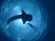 Whale Shark And Person Swimming In Silhouette, Indo Pacific by Jurgen Freund Limited Edition Print