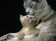 Domestic Cat, 1-Month, Burmese Kitten With His Blue Mother by Jane Burton Limited Edition Print