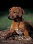 Rhodesian Ridgeback Puppy by Adriano Bacchella Limited Edition Pricing Art Print