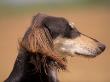 Saluki Profile by Adriano Bacchella Limited Edition Pricing Art Print