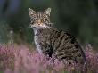 Wild Cat Portrait Amongst Heather, Cairngorms National Park, Scotland, Uk by Pete Cairns Limited Edition Print