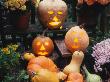 Different Kinds Of Pumpkin And Pumpkin Faces At Halloween (Cucurbita Sp.) by Reinhard Limited Edition Print