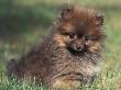 Pomeranian Puppy On Grass by Adriano Bacchella Limited Edition Print