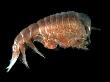Hyperiid Amphipod From Korsfjorden, Norway, Caught At Around 350M, Deep Sea Atlantic Ocean by David Shale Limited Edition Print