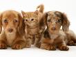 Miniature Long-Haired Dachshund Puppies With British Shorthair Red Tabby Kitten by Jane Burton Limited Edition Print