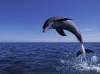 Bottlenose Dolphin Leaping, Bahamas by John Downer Limited Edition Pricing Art Print