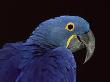 Hyacinth Macaw by Lynn M. Stone Limited Edition Print