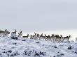 Pronghorn Antelope, Herd In Snow, Southwestern Wyoming, Usa by Carol Walker Limited Edition Print