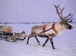 Reindeer, Pulling Sledge, Saami Easter, Norway by Staffan Widstrand Limited Edition Print