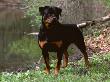 Rottweiler Dog In Woodland, Usa by Lynn M. Stone Limited Edition Print