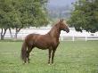 Chestnut Paso Fino Stallion, Ojai, California, Usa by Carol Walker Limited Edition Print