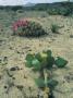 Big Bend National Park, Chihuahuan Desert, Texas, Usa Strawberry Cactus And Prickly Pear Cactus by Rolf Nussbaumer Limited Edition Print