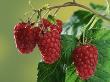 Raspberries by Petra Wegner Limited Edition Print