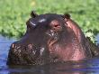 Hippopotamus Head Above Water, Kruger National Park, South Africa by Tony Heald Limited Edition Pricing Art Print