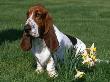 Basset Hound, Usa by Lynn M. Stone Limited Edition Pricing Art Print