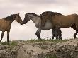 Mustang / Wild Horse Red Dun Stallion Sniffing Mare's Noses, Montana, Usa Pryor by Carol Walker Limited Edition Print