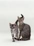 Domestic Cat, Female Silver Egyptian Mau With 14-Week Kitten Rubbing As He Passes by Jane Burton Limited Edition Print