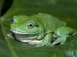 Green Tree Frog (Litoria Caerulea) On Leaf, Northern Territory, Australia by Steven David Miller Limited Edition Print