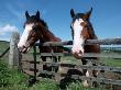 Domestic Horses, Looking Over Fence, Yorkshire, Uk by De Meester Limited Edition Print