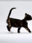 Domestic Cat, 7-Week Tortoiseshell Kitten Walking Profile by Jane Burton Limited Edition Pricing Art Print