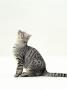 Domestic Cat, 5-Month Silver Spotted Shorthair Male, Sitting Looking Up, Back Hunched by Jane Burton Limited Edition Print