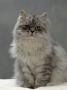 Domestic Cat, Silver Tabby Chinchilla-Cross-Persian In Full Coat by Jane Burton Limited Edition Print