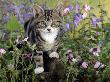 Domestic Cat, Tabby Kitten Among Red Campion With Ivy-Leaved Bellflower And Hedge Woundwort by Jane Burton Limited Edition Print