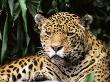 Jaguar Portrait, South America by Pete Oxford Limited Edition Print