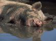 Domestic Pig Wallowing In Mud, Usa by Lynn M. Stone Limited Edition Pricing Art Print