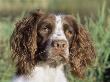 English Springer Spaniel Dog, Usa by Lynn M. Stone Limited Edition Print