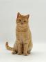 Domestic Cat, Cream British Shorthair Male by Jane Burton Limited Edition Pricing Art Print