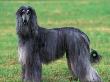 Grey Afghan Hound Body Portrait by Adriano Bacchella Limited Edition Print