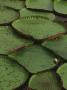 Royal Water Lily Leaves, World's Largest Lily, Brazil by Staffan Widstrand Limited Edition Print