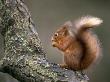 Red Squirrel, Angus, Scotland, Uk by Niall Benvie Limited Edition Print