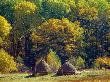 Hay Making In Bryansky Les Zapovednik In Autumn, Russia by Igor Shpilenok Limited Edition Print