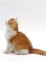 Domestic Cat, Red Bicolour Kitten Looking Up by Jane Burton Limited Edition Print